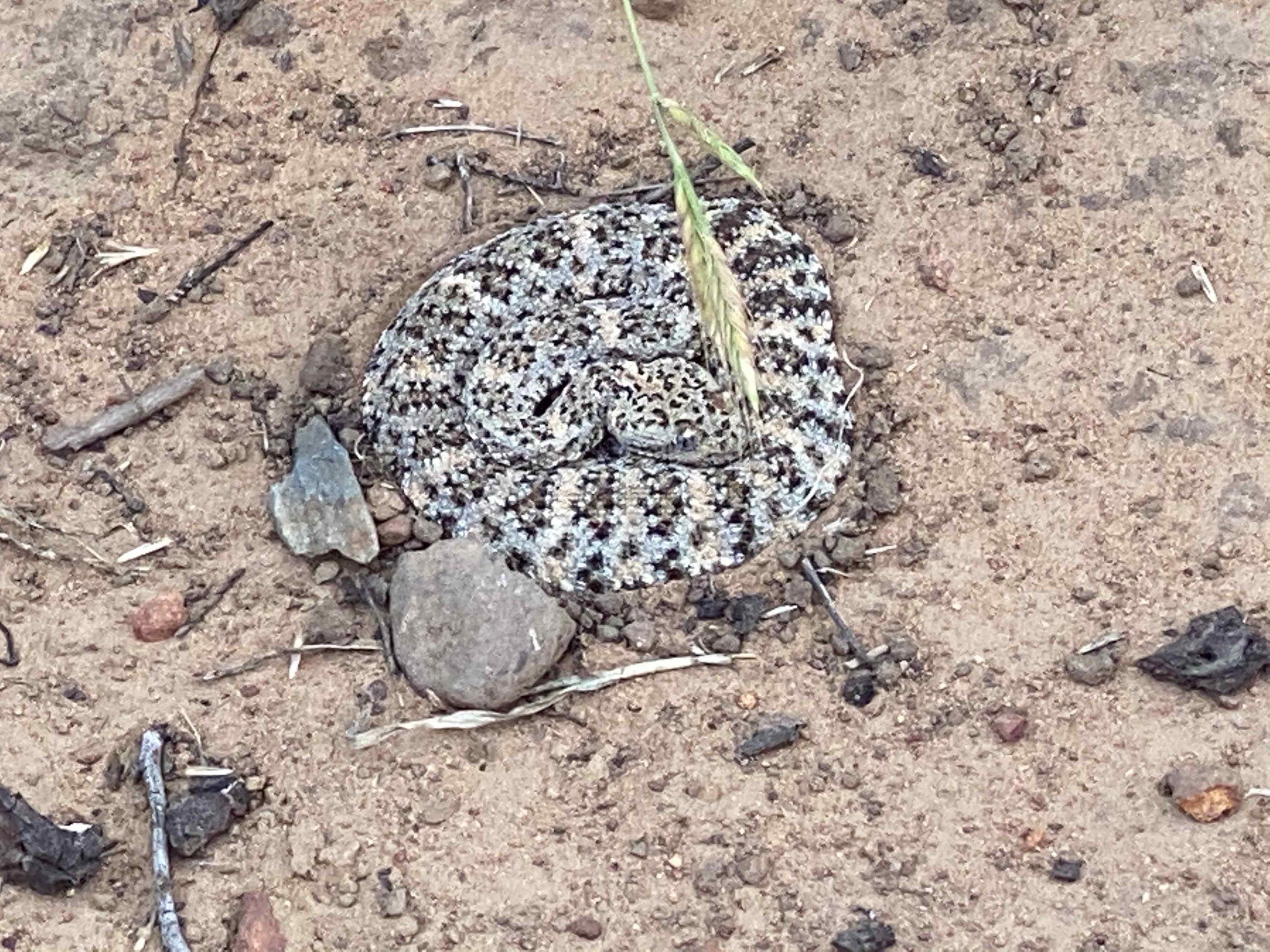 Southwestern Speckled Rattlesnake Lying in Wait