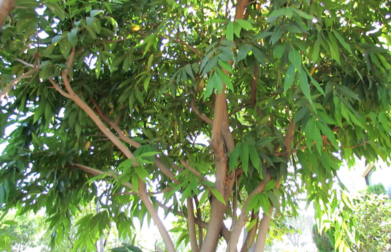 Jambosa tree