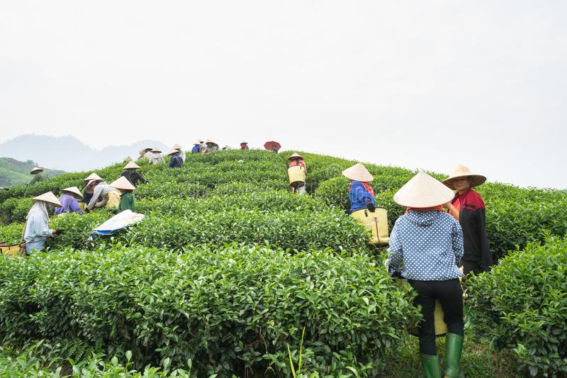 Vietnamese tea farm.