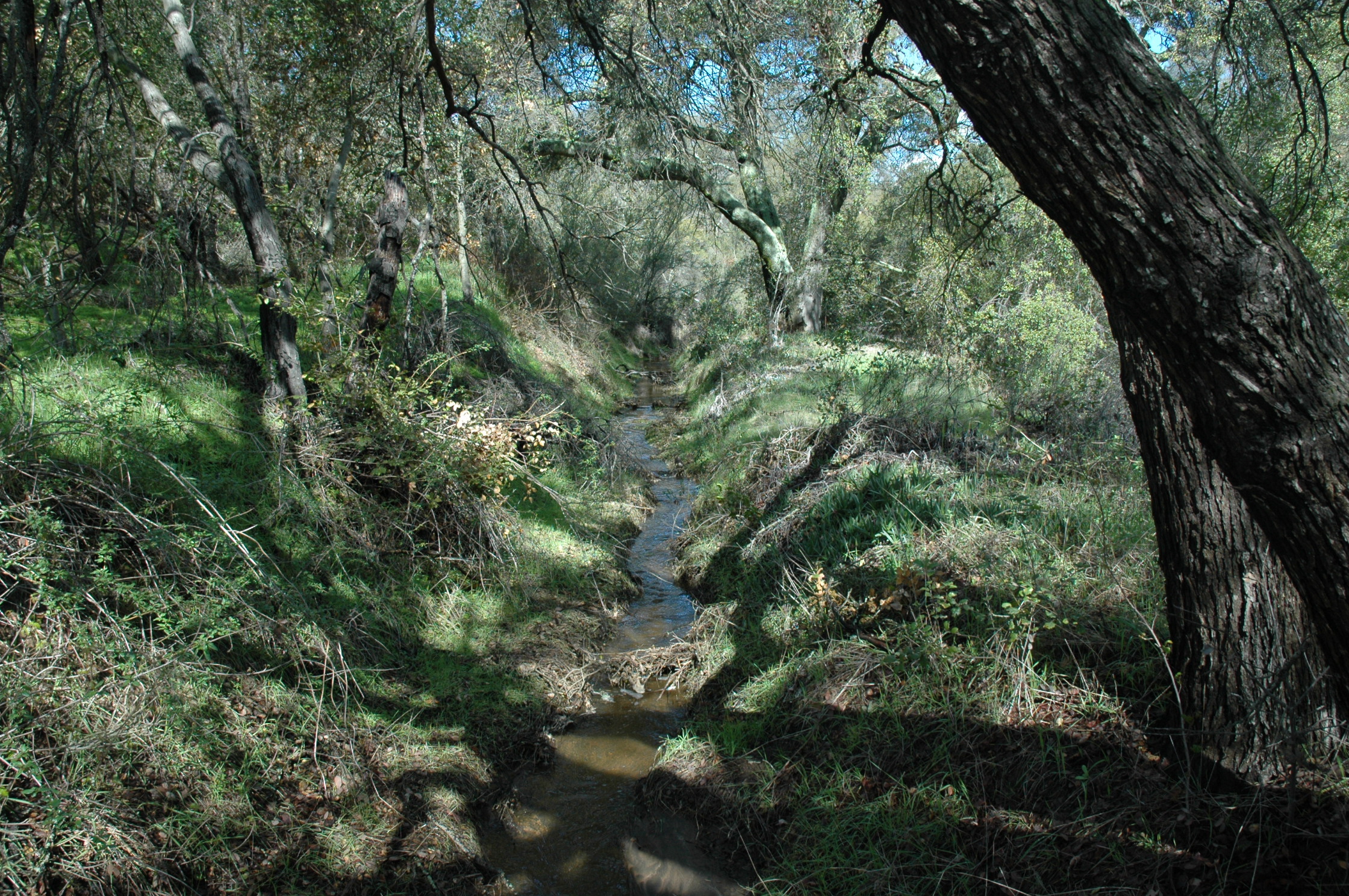 Creek and forest at Deer Park