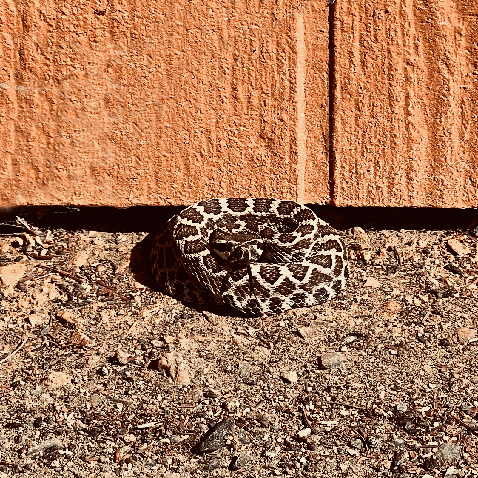 Rattle snake coiled