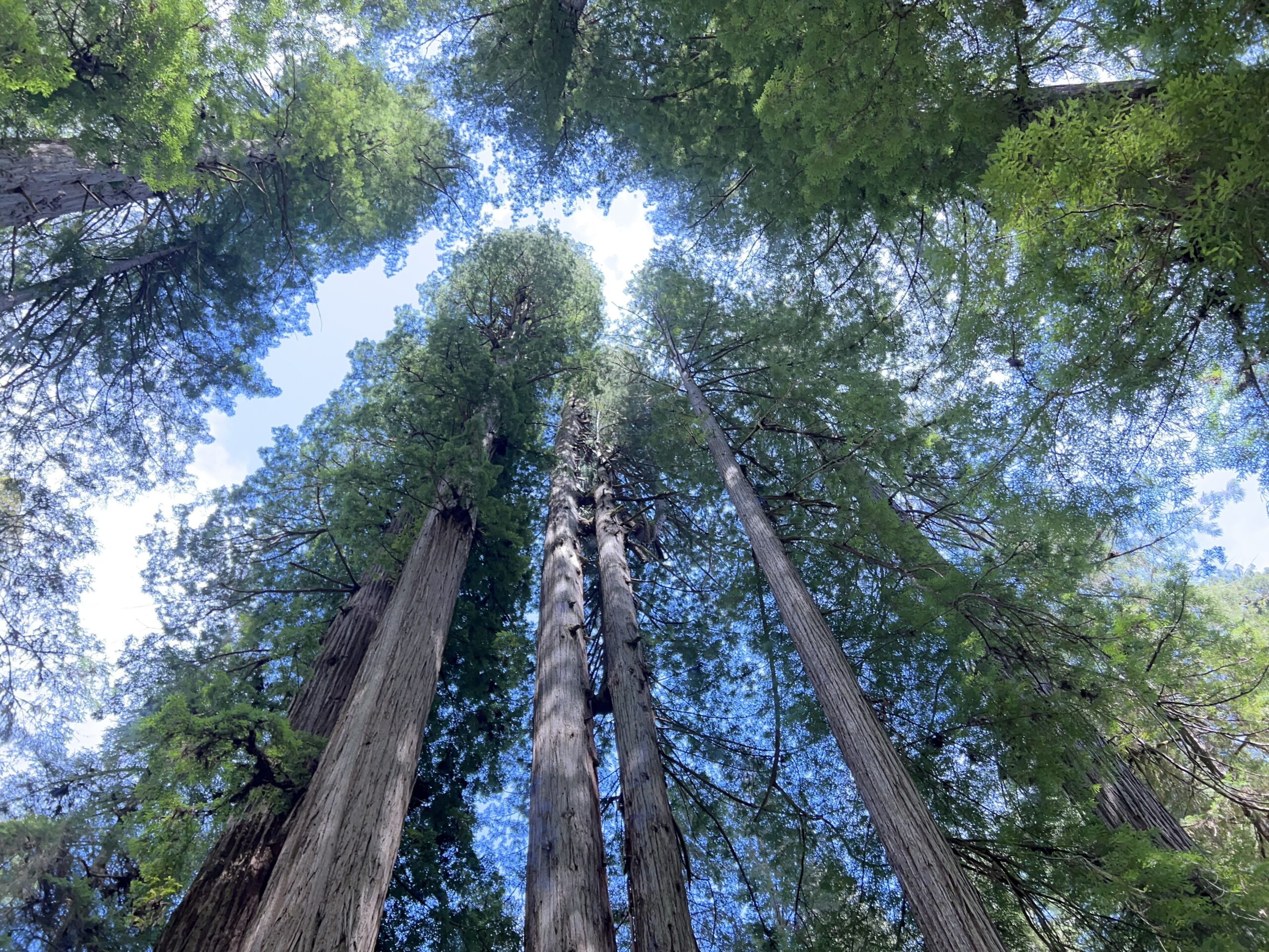 The Redwood Sutra